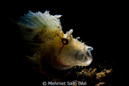 Leaf scorpionfish with snooted backlight. by Mehmet Salih Bilal 