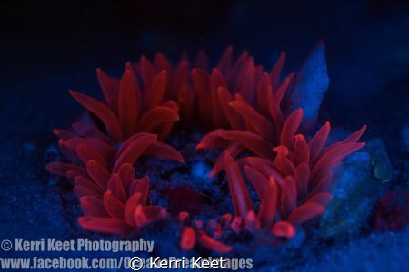 Its interesting how some anemones fluoresce under UV ligh... by Kerri Keet 