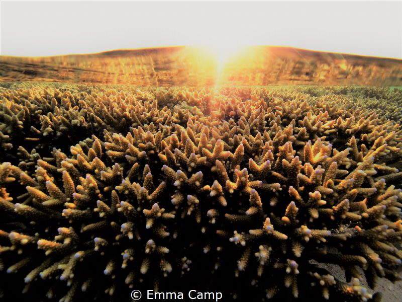 This shot was taken right as the sun set over the reef on... by Emma Camp 