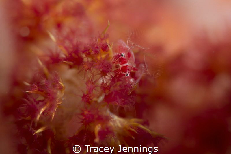 A porcelain crab in a soft coral garden in Indonesia by Tracey Jennings 