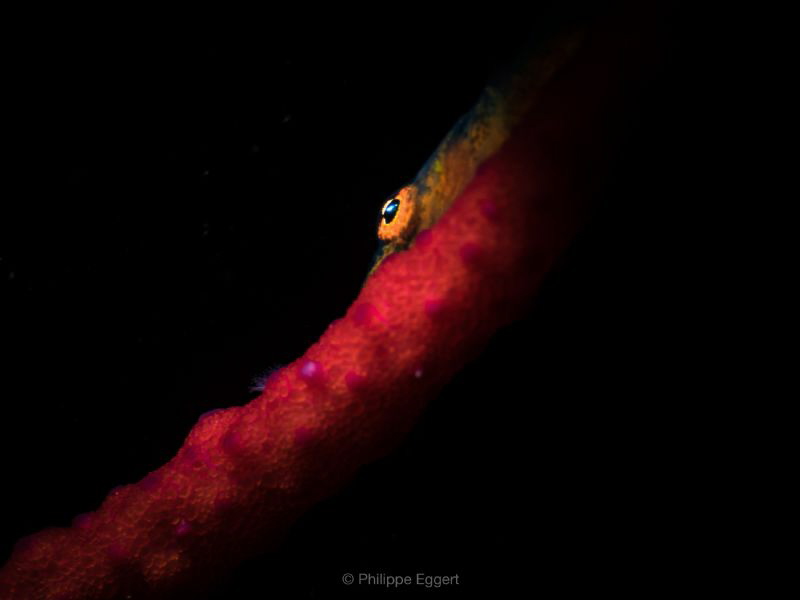 Eye contact
Wipecoral Gobi - used a self made snoot buil... by Philippe Eggert 