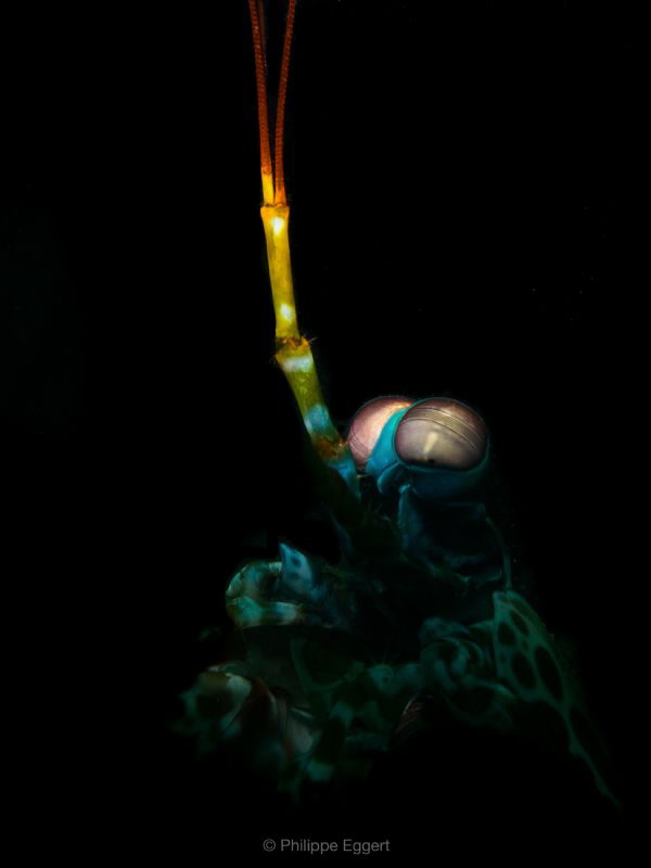 Mystic - Man
Mantis shrimp by Philippe Eggert 