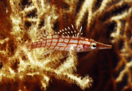 Longnose Hawkfish (Langnasenbüschelbarsch) , Sinai , Shar... by Ralf Levc 