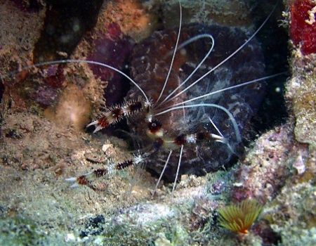 This shrimp was taken July 2004 in Roatan with a Caplio R... by Bonnie Conley 