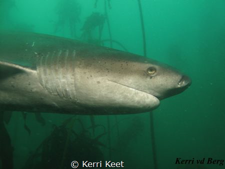 Sevengill Cowshark - a prehistoric shark that we are luck... by Kerri Keet 