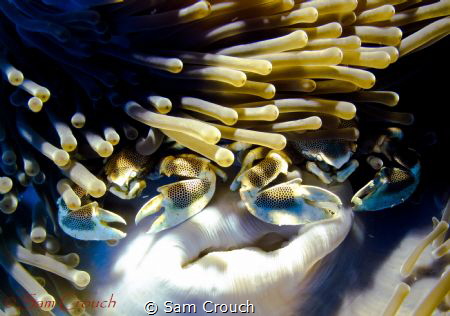 Two porcelain crabs posing beautifully caught by the ligh... by Sam Crouch 