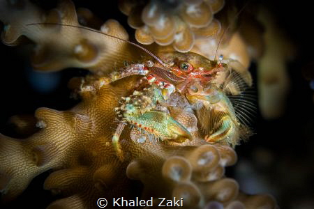 Coral Crab by Khaled Zaki 