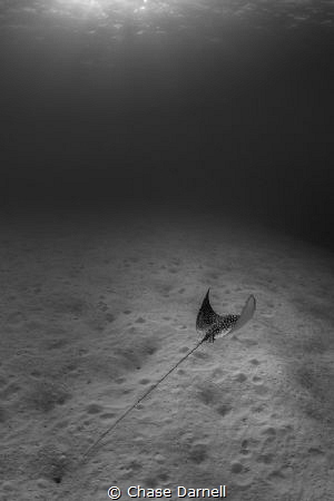"Sand Traveler"
Spotted Eagle Rays spend a lot of time c... by Chase Darnell 