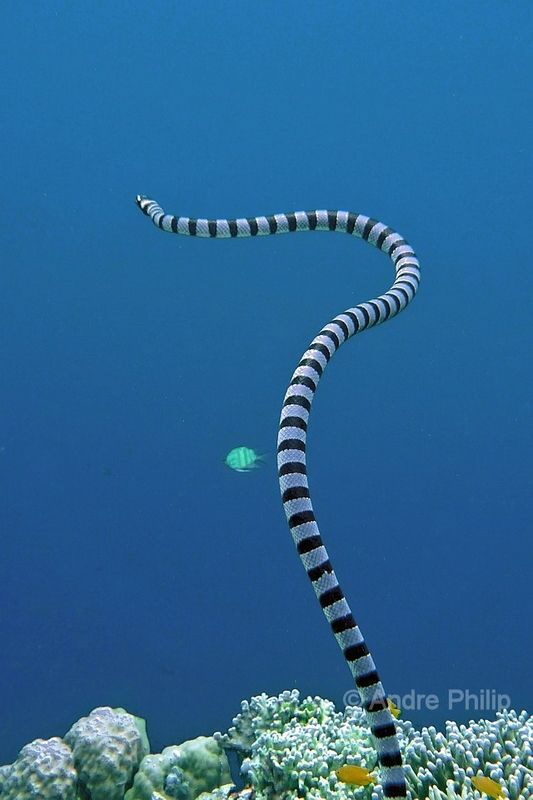 Banded sea krait (Laticauda colubrina)on the way to the s... by Andre Philip 