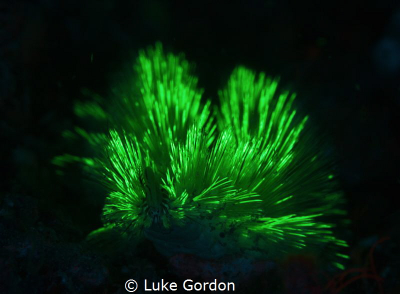 Fluorescent fire worm having a good look into the lens by Luke Gordon 