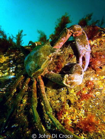 Kelp crab in Puget Sound by John Di Croce 