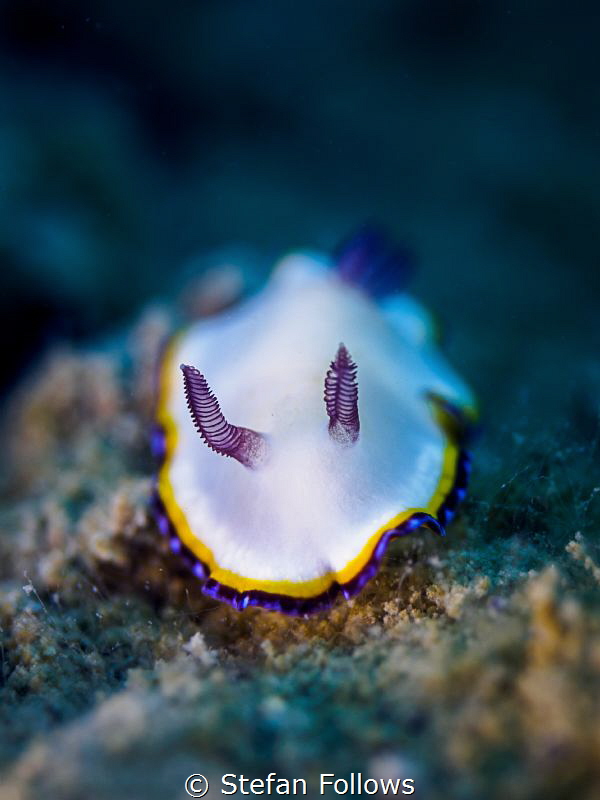 Bonny

Nudibranch - Chromodoris preciosa

Chalolum, T... by Stefan Follows 