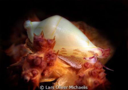 she´s got the look
cowrie (euplica sp.?) by Lars Oliver Michaelis 