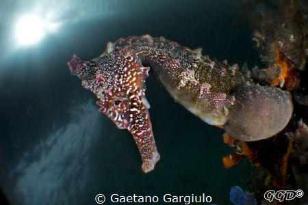 Seahorse posing for my bugeye (cropped to DX) by Gaetano Gargiulo 