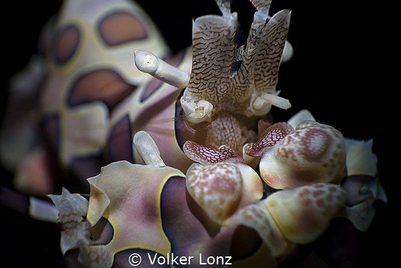 harlequin shrimp | super macro by Volker Lonz 