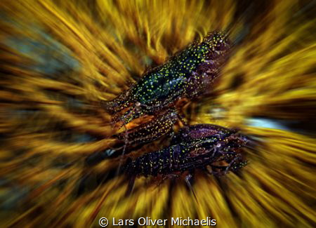 stimpson’s snapping shrimps (Synalpheus stimpsoni)
in ye... by Lars Oliver Michaelis 