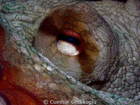 Octopus vulgaris eye
Friendly Looking by Cumhur Gedikoglu 