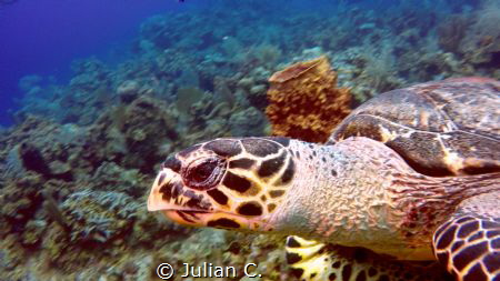 curious turtle coming up close by Julian C. 