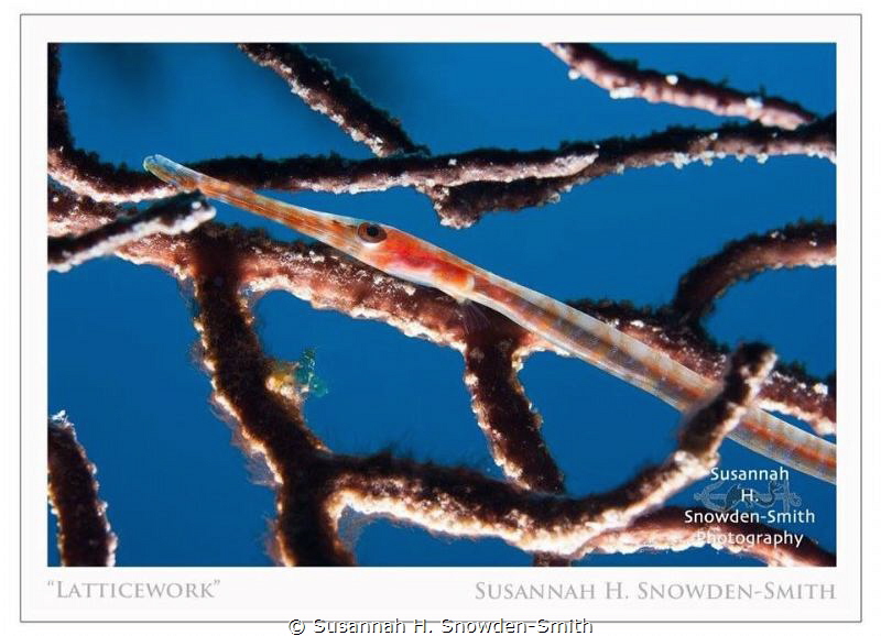 "Latticework"
A juvenile trumpetfish is backlit as it hi... by Susannah H. Snowden-Smith 