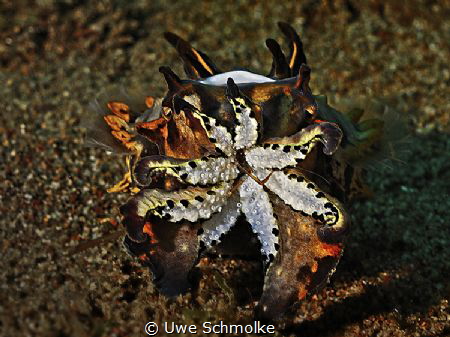 Flamboyant cuttlefish successful hunting by Uwe Schmolke 