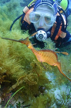 The other variety of Sea-Dragon, the Weedy Sea-Dragon. No... by Brian Mayes 