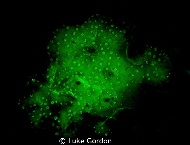 Turbinaria sp. fluoresces in the Molucca sea by Luke Gordon 