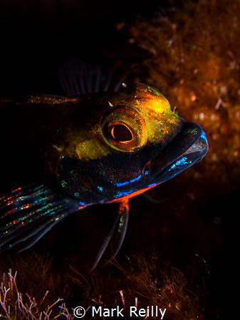 two horned blenny by Mark Reilly 