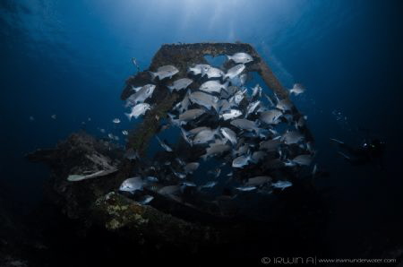 F I S H 
Bounty Wreck
Lombok (Gili), Indonesia. March 2016 by Irwin Ang 