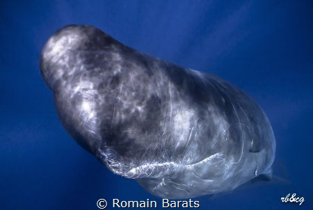 a young spermwhale very inquisitive and playful by Romain Barats 
