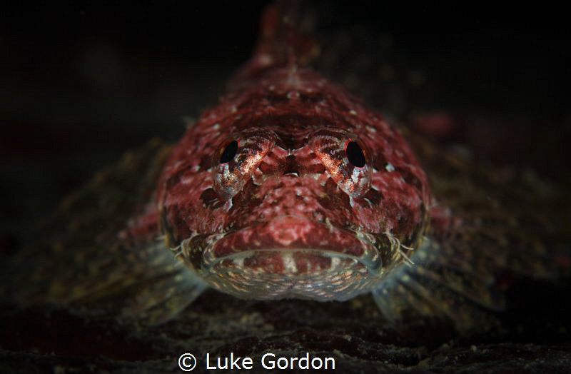 A Smoothhead Sculpin (Artedius lateralis) rests amongst s... by Luke Gordon 