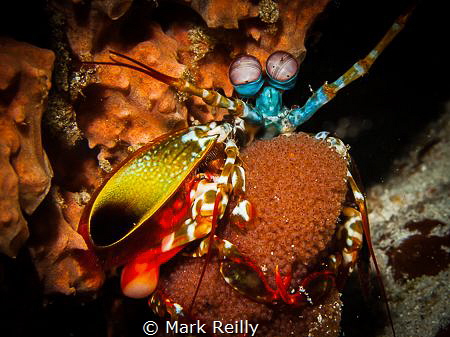 Mantis shrimp and eggs by Mark Reilly 