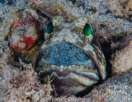 Jawfish Incubating eggs by Frankie Rivera 