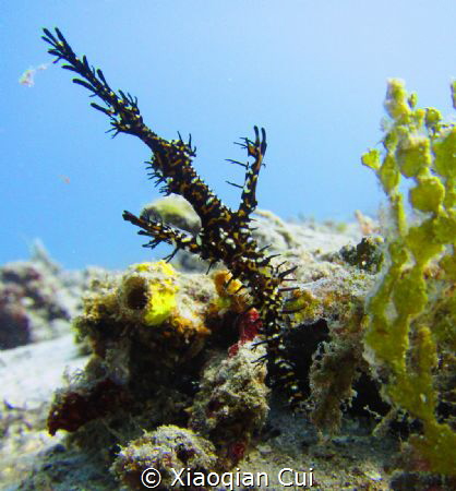 Ornate ghost pipefish at seahorse bay in Lombok by Xiaoqian Cui 