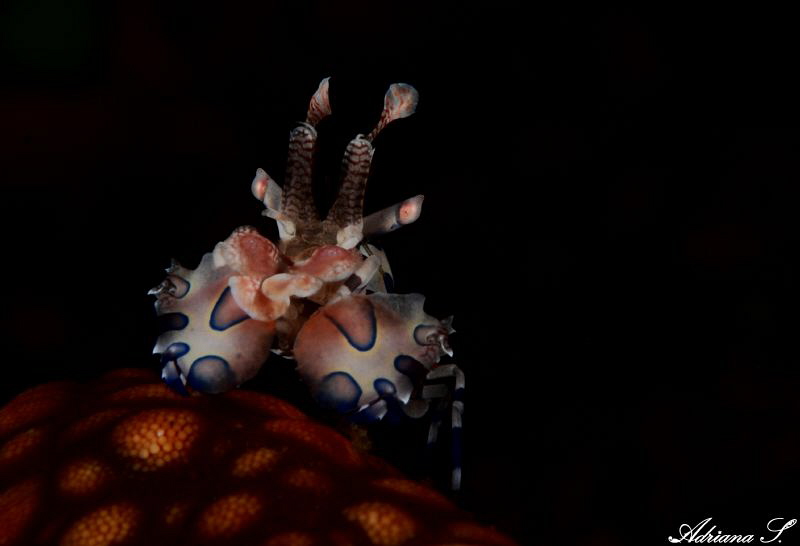 The best shot from following a triple of harlequine shrim... by Adriana Simeonova 