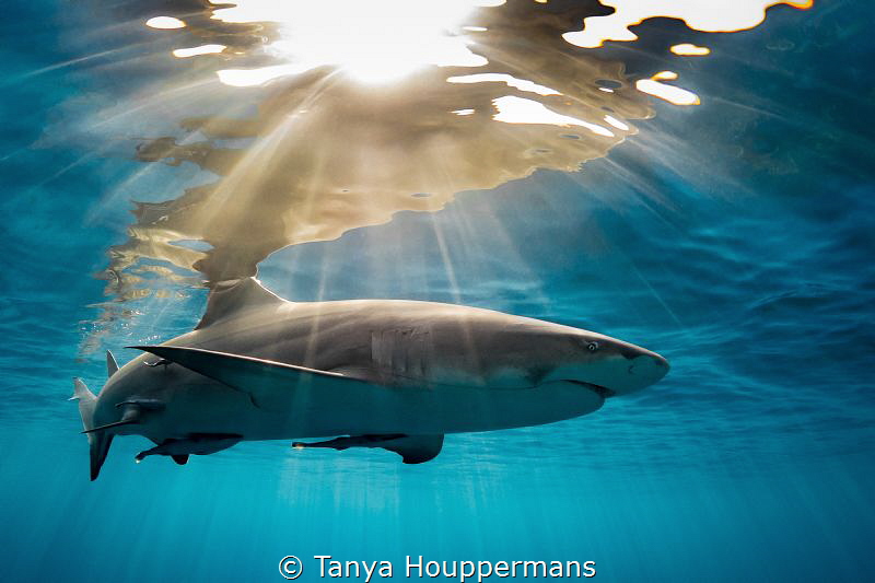 'A Light Embrace' - A lemon shark glides through the late... by Tanya Houppermans 