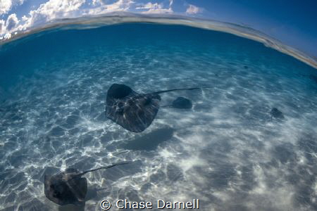 "Making the Rounds"
Just on the edge of the sandbar wher... by Chase Darnell 
