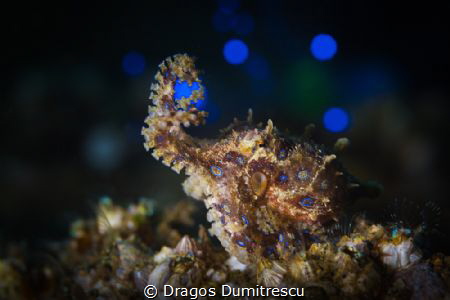 Blue Ring Octopus playin' ball. Blue Ball. by Dragos Dumitrescu 