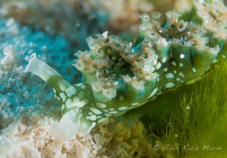 Lettuce Nudibranch take with Panasonic GH4 & Aquatica Hou... by Alex Ruiz 