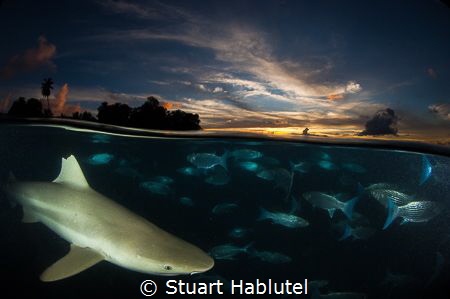 Blacktip Sunset Split

After a long day of chasing thes... by Stuart Hablutel 
