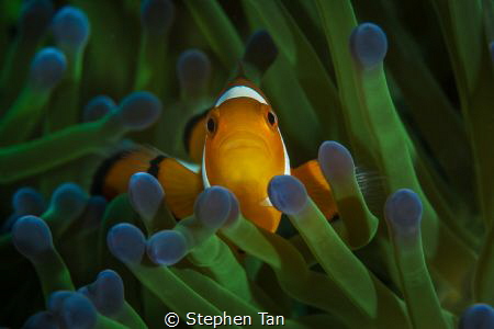 Clownfish with green anemone. by Stephen Tan 