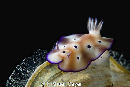 Nudibranch by Michael Geyer 