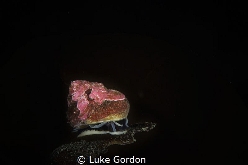 Top Snail Isolation. Inward lighting and a perched atop r... by Luke Gordon 