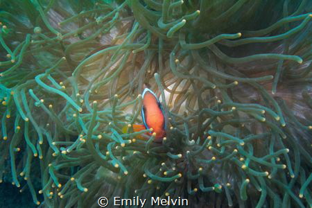 Anemonefish in Teal Anemone by Emily Melvin 