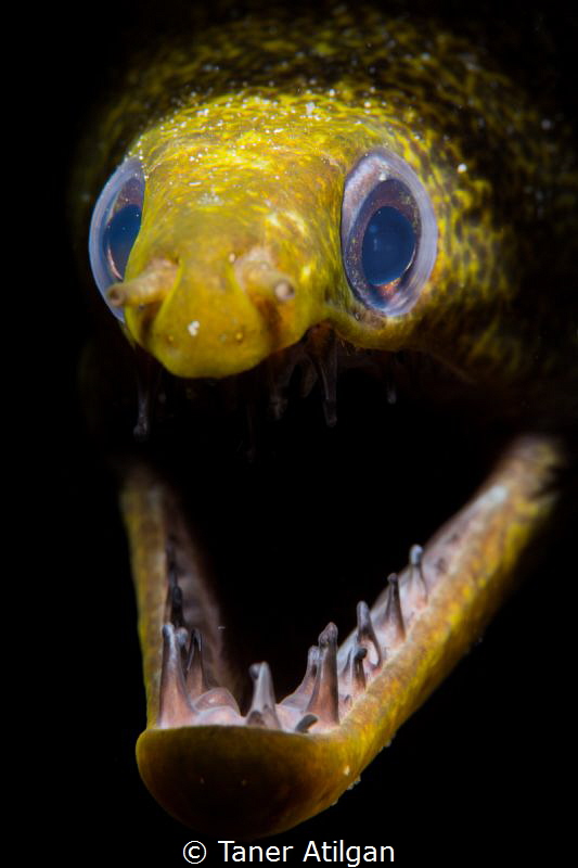 Snooted moray eel - no crop by Taner Atilgan 