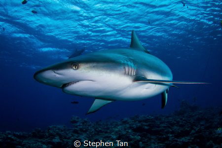 Grey Reef Shark at a Dive Site called Vertigo. by Stephen Tan 