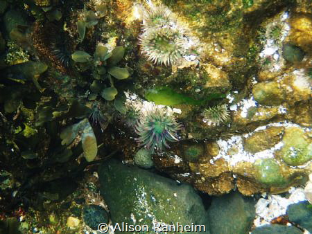 Pink tipped anemone, Puget Sound, WA by Alison Ranheim 