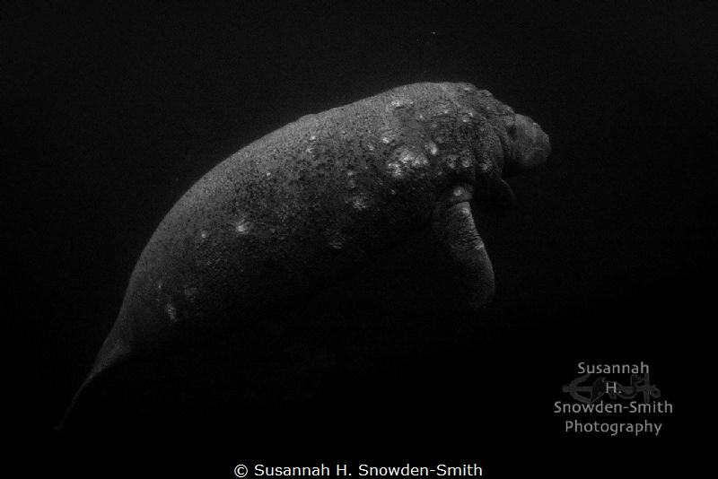 Early Morning Manatee Profile

"Suspended"
Crystal Riv... by Susannah H. Snowden-Smith 