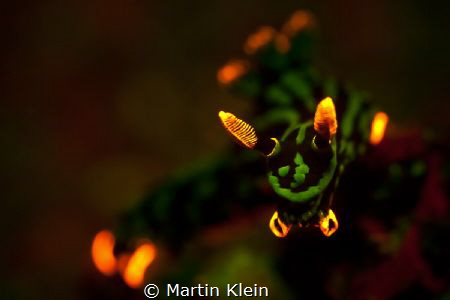 This nudibranch has been taken with UV lights during a ni... by Martin Klein 