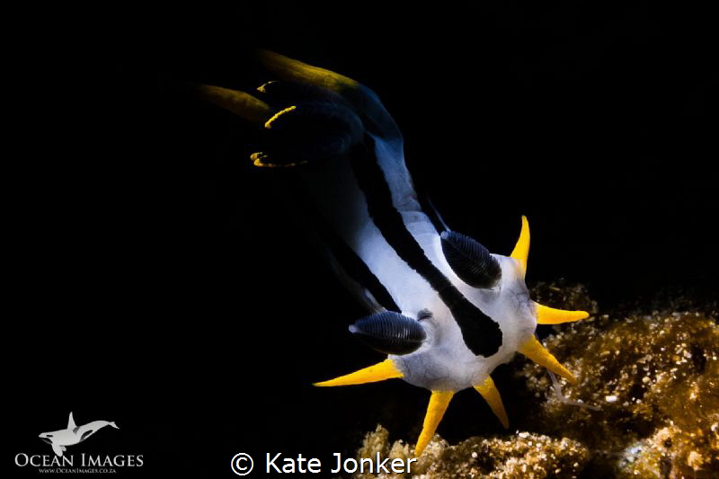 Reaching Towards the Light - Crowned Nudibranch by Kate Jonker 