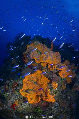 "Colorful Corner"
This is an out cropping on the dive si... by Chase Darnell 